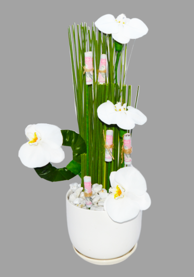 Phalaenopsis White Plant